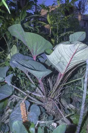 Anthurium roseonervium, habit, cultivated in Lakewood, California. Type plant, Hodel & Hodel 4004. © 2020 D. R Hodel.