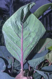 Anthurium roseonervium, showing reddish pink veins on the abaxial leaf blade surface. Type plant, Hodel & Hodel 4004. © 2020 D. R Hodel.