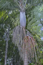 Basselinia pendulina has pendulous, parallel rachillae and red fruits, cultivated, New Caledonia. © 2024 D. R. Hodel.