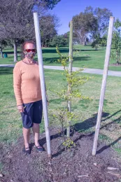 Marianne Hodel with Bucida buceras 'Shady Lady' planted at El Dorado East Regional Park, Long Beach, California, Southeast Trees Project. © 2021 D. R. Hodel.
