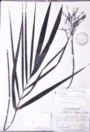 The holotype of Chamaedorea ferruginea, Schultes 905, at BH. The lectotypified staminate inflorescence is on the right and the Reinhardtia leaf, now an excluded syntype, is on the left. © 2020 D. R Hodel.