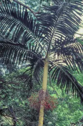 Chambeyronia macrocarpa var. hookeri, cultivated, Wahiawā Botanical Garden, Honolulu Botanical Gardens, Hawai‘i. © 1998 D. R. Hodel. 