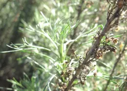 CA-Sagebrush-Calscape.org_350_250px.jpg