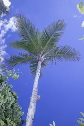 Calyptrogyne plumeriana, emergent above the forest canopy, Mogote Miritiro, Topes de Collantes, Trinidad, Sancti Spíritus, Cuba. © 2016 D. R. Hodel.