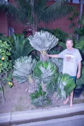 Chamaerops humilis 'Vulcano', cultivated, Newport Beach, California, with Stan Davies, II. © 2020 D. R. Hodel.