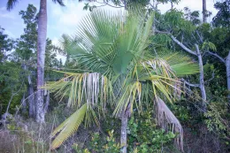Copernicia glabrescens, forest on serpentine substrate, Cajalbana, Pinar de Río, Cuba. © 2017 D. R. Hodel.