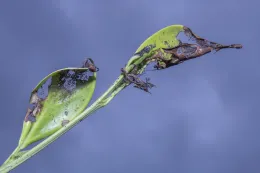 Typical leaf damage caused by the moth Choreutis emplecta on Ficus microcarpa, Newport Beach, California. ©2021 D. R. Hodel.