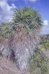 Coccothrinax pseudorigida east of Camagüey city, Camagüey, Cuba. ©2017 D. R. Hodel.