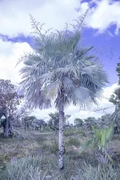 Copernicia hospita, Camagüey, Cuba. © 2018 D. R. Hodel.