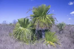 Copernicia macroglossa in dry sananna near Cartegena, Cienfuegos, Cuba. © 2017 D. R. Hodel.