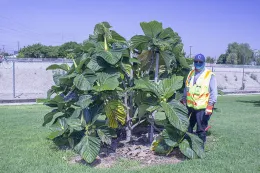 Ficus dammaropsis with Bino Holguín in 2020, less than three years after planting, Southeast Trees, Liberty Park, Cerritos, California. © 2020 D. R. Hodel.