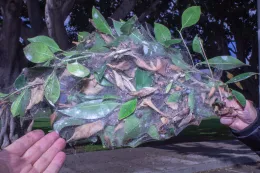 The spider web masses on the Ficus microcarpa trapped and held dead twigs, leaves, old figs, dust and other particles, and numerous insects and other arthropods, Windsor Park, Santana, California. © 2020 D. R. Hodel.