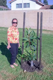 Marianne Hodel and just planted Ficus pleurocarpa, Satellite Park, Cerritos, California. © 2020 D. R Hodel.