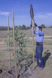 Stakes were inserted on trees, here Ficus sycomorus, to help keep errant turfgrass mowers and string trimmers away from tree trunks, Southeast Trees, El Dorado East Regional Park, Long Beach, California. © 2015 D. R. Hode.