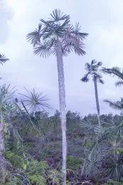 Coccothrinax moaensis, Yamaniguey, Holguín, Cuba. © 2016 D. R. Hodel.