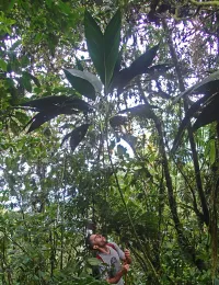 M. González and Chamaedorea ponderosa, Cerro Pirre, Darién, Panama. © Ángela Cano.