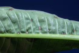 Euphorbia pit scale (Planchonia stentae) on the abaxial surface of the leaf of Plumeria rubra, Whittier, California. Note the purplish red halos around the pest. © 2020 D. R. Hodel.