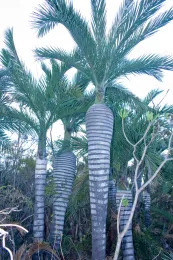 Pseudophoenix ekmanii, Parque Nacional Jaragua, Dominican Republic. © 2008 D. R. Hodel.