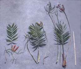Leaves and inflorescences of Chamaedorea × microcalis ‘Claire’ (type plant) with those of both parents (C. microspadix left, C. radicalis right), cultivated, Lakewood, California. © 2022 D. R. Hodel.