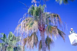Paul Santos ascends into the canopy of a Mexican fan palm (Washingtonia robusta) in west Los Angeles with older leaves showing symptoms of Fusarium wilt of queen palm and Mexican fan palm. © 2019 D. R Hodel.