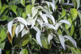 Leaves of Ficus benjamina showing various stages of chlorophyll photobleaching, Seal Beach, California. © 2023 D R Hodel.