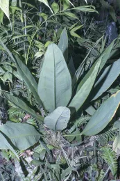 Anthurium anomalum, type plant, cultivated, Lakewood, California. © 2024 DR Hodel.