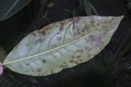 Powdery mildew symptoms caused by the fungus Erysiphe magnifica on abaxial leaf blade surface of Magnolia grandiflora, Orange, California. © 2023 D. R. Hodel.