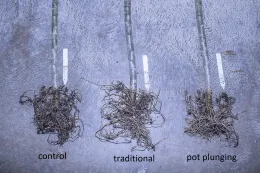 Plumeria plants one year, after planting: control (left); traditional planting (center); pot plunging (right). © 2023 D R Hodel.