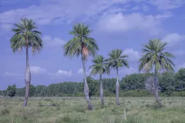 Colpothrinax wrightii growing in an agricultural field/pasture near La Barbarita, Pinar del Río, Cuba. ©2016 D. R. Hodel.
