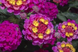 The bright yellow-orange and dark purple-pink flowers of Lantana strigocamara ‘Balandrise’ make a pleasing color combination, Lakewood, California. © 2024 D. R. Hodel.