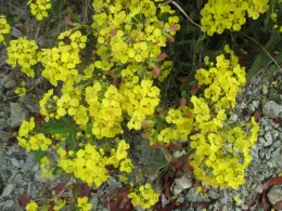 Stigmaphyllon sagranum, Cerro Galano, Holguín, Cuba. © P. A. González Gutiérrez.