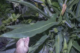 Leaf of Anthurium seleri (Araceae), cultivated, Lakewood, California. © 2022 D. R. Hodel.