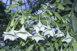 Large, pendulous, funnel-shaped, white flowers of Osa pulchra, cultivated, The Huntington, San Marino, California. © 2024 D. R. Hodel.