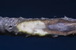 13. Potential fungal and bacterial pathogens on Plumeria rubra ‘Hollywood Pink’, from leaves stripped. © 2023 D. R. Hodel