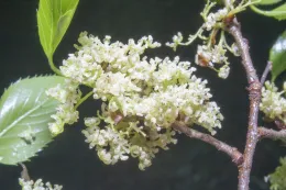 Aphananthe aspera, staminate flowers, The Arboretum, Arcadia, California. © 2022 D. R. Hodel.