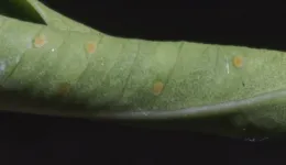These orange ovals are immature Ficus leaf-rolling psyllids immersed in shallow pits and will likely not develop further because that portion of the leaf has finished rolling, leaving them exposed and unprotected, Carson, California. © 2016 D. R. Hodel.