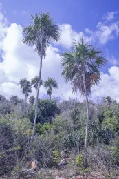 Thrinax radiata on coastal limestone rocks, Punta Guano, Matanzas, Cuba. © 2016 D. R. Hodel.
