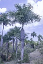 Acrocomia crispa, near Rafael Freyre, Holguín, Cuba. © 2016 D. R. Hodel.