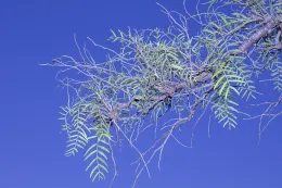 One symptom of Schinus molle canopy thinning is erect to spreading naked twigs, Seal Beach, California. © 2020 D. R. Hodel.