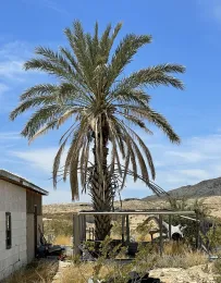 Staminate date palm, Phoenix dactylifera, cultivated in a private yard, Terlingua, Texas. © 2023 J. C. MacKnight..