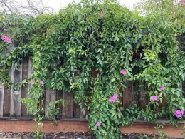 Flowering vines still in bloom
