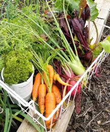 Expert Tips for Food Gardening Year Round in Sonoma County