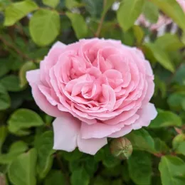 Frederic Mistral rose