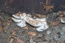 Ganoderma zonatum conk on Syagrus romanzoffiana, Laguna Niguel, California. © 2010 D. R. Hodel.