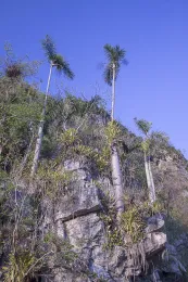 Gaussia princeps, limestone hill, Finca El Mogote, Viñales, Pinar del Río, Cuba. © 2017 D. R. Hodel.
