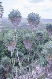 Hemithrinax ekmaniana, limestone hill, Reserva Ecológica Mogotes de Jumagua, Sagua la Grande, Villa Clara, Cuba. © 2016 D. R. Hodel.