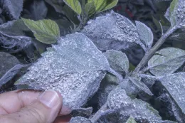 Giant whitefly on Hibiscus rosa-sinensis 'Brilliant', Seal Beach, California. © 2022 D. R. Hodel.