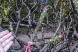 Shoot tip decay on Plumeria rubra ‘Hollywood Pink’ where leaves were stripped from the shoot. © 2022 D. R. Hodel.