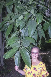 Marianne Hodel provides scale for the striking, exceedingly large, tropical-looking leaves of Itoa orientalis at The Arboretum (1978-0401-S*1), Arcadia, California. © 2020 D. R. Hodel.