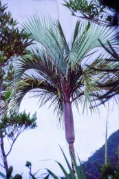 Kentiopsis piersoniorum, type locality, Mt. Panié, New Caledonia. © 1996 D. R. Hodel. 